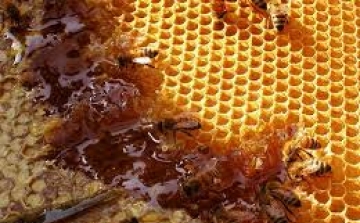 Fazekas Sándor: Magyarország méhészeti nagyhatalom