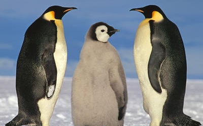 A császárpingvinek láthatatlan légpáncéllal védekeznek a hideg ellen