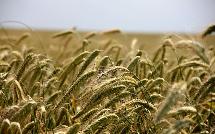 Rekordteljesítményt érhet el az agrárium idén